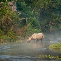 One horned rhino