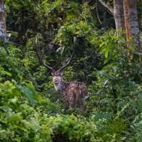 spotted deer