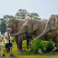 Elephant Feeding