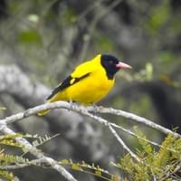 Black-hooded Oriole