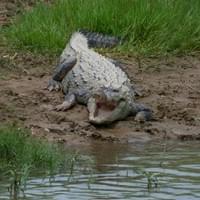 Crocodile