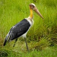 Greater Adjutant Stork