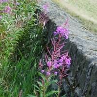 Wall and Willowherb