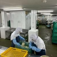 野菜工場仕分の仕事