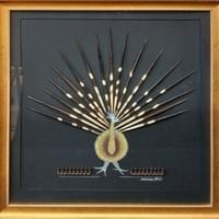 Splendor of a Peacock M. Heard