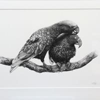 Kaka by Hannah Shand