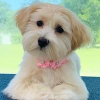 What an a cute picture taken by Lola's groomer!