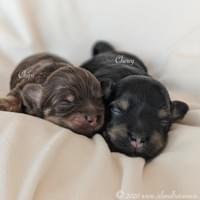 Gracie's pups Chips and Chewy 1 week old