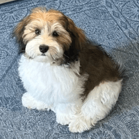 Hi Ripple!