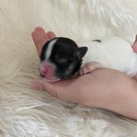 Wishbone - 1 day old