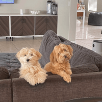 Hi Lola and Beau!  Two of our Havanese siblings!