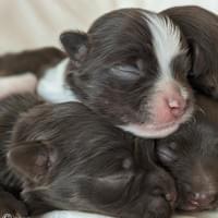 Hazel's puppies Rio, Romeo and River