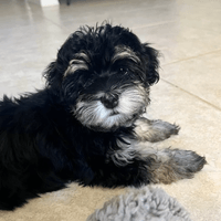 Hi Emmi!