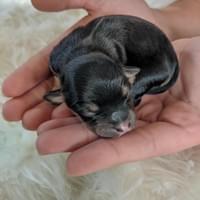 Mayflower - 1 day old