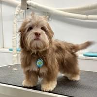 Nice haircut Romeo!