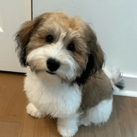 Hi Ripple!