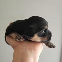 Pilgrim - Sasha's pup