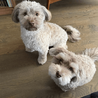 Hi Mookie and Chester!