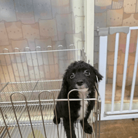 黑白花貴賓犬