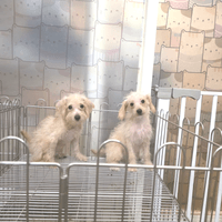 奶油白貴賓犬