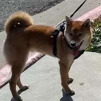 doge mascot - the shiba inu