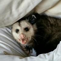 possum in a blanket
