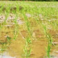 北海道ニセコ町水稲