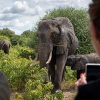 Game Drive in the Chobe National Park