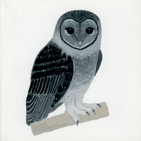 Tyto tenebricosa