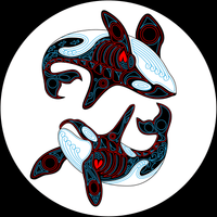 Playful Orcas