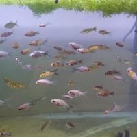 Comet Goldfish