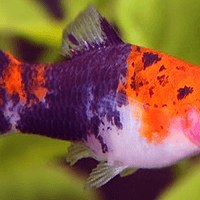 Showa Swordtails