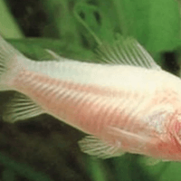 Albino Cory's