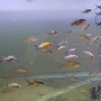 Comet Goldfish