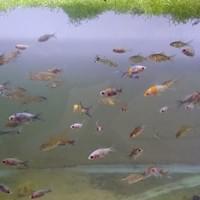 Comet Goldfish