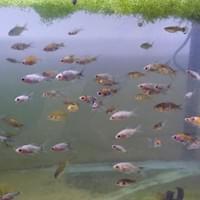 Comet Goldfish