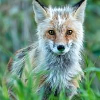 Renard
