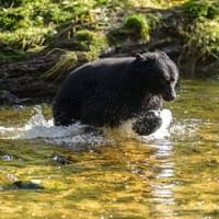 Ours noir pêchant le saumon