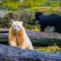 Femelle Kermode avec Ourson