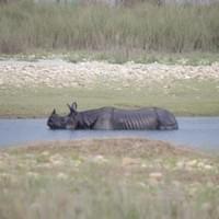 Rhinocéros unicorne