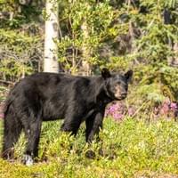 Ours noir