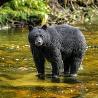 Ours noir