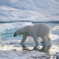 Ours polaire