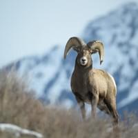 Bighorn