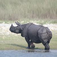 Rhinocéros Unicorne