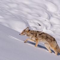 Coyotte
