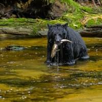 Ours noir avec son saumon