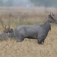 Antilope Nigault