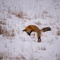Renard