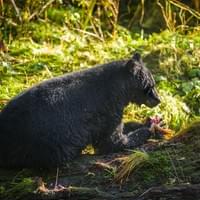Ours noir